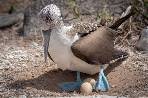 How Do Birds Eggs Form Discover Wildlife