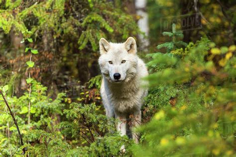 Front View Of Grey Wolf Standing In A Forest Looking At Camera