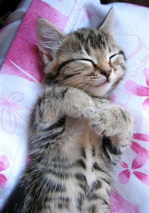 Sleeping Little Tabby Cat Smirk Cute Kittens