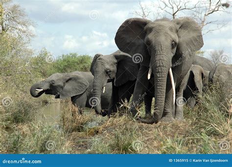 Elefantes Africanos Imagen De Archivo Imagen De Grande 1365915