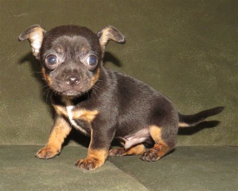 Ckc Registerable Chihuahua Puppies