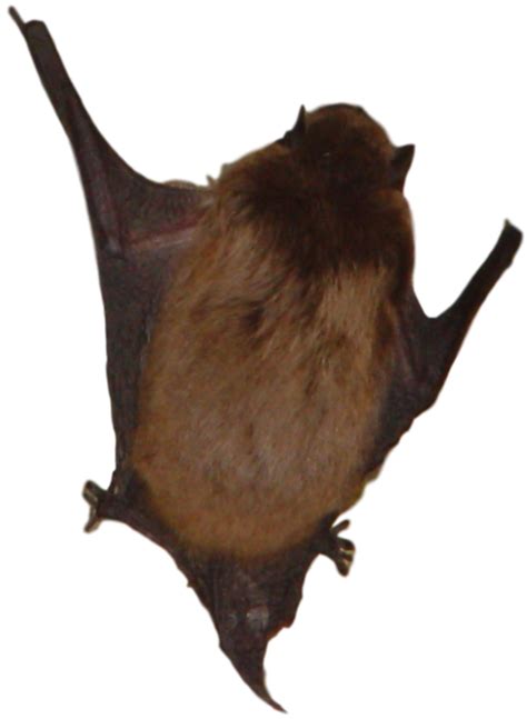 This irritates the skin of bats, and they. Michigan Bat Control | How to Get Rid of Bats