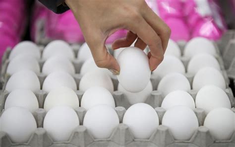 살충제 계란 검출 총 52개 농장 부적합 판정