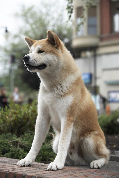 The movie was inspired by a combination of hachikō's true story and the friendship between producer vicki wong and her dog hachi. Shaivi ka funda: Movie Review - Hachi: A Dog's Tale