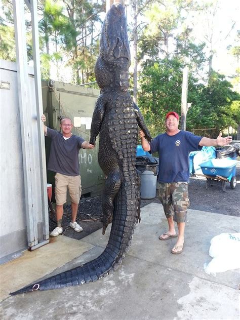 Men Capture 13 Foot Alligator With Bare Hands Mirror Online