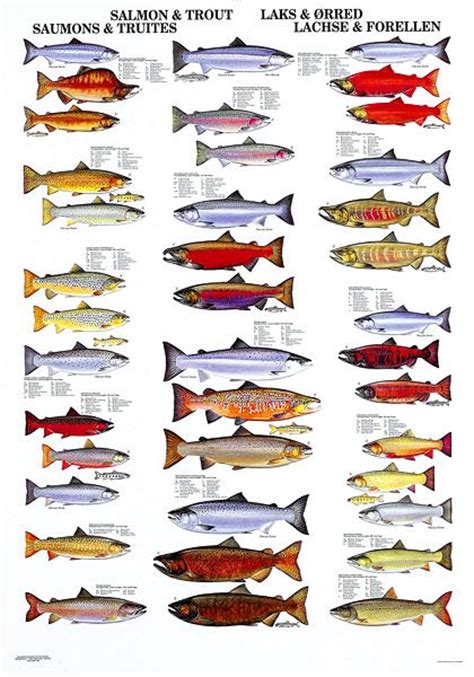 91 Best Images About Fish Id Charts On Pinterest