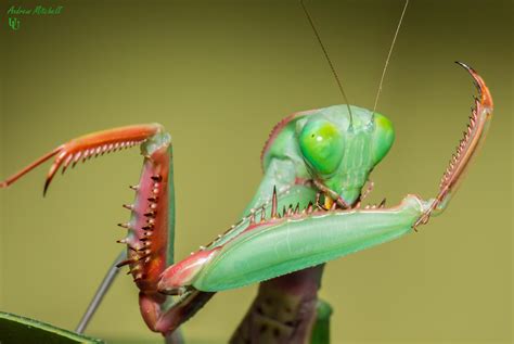 Hierodula Majuscula Giant Rainforest Mantis 2nd Instar 5 X Nymphs