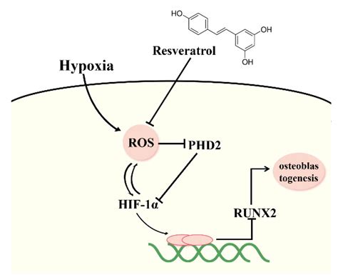 Molecules Free Full Text Resveratrol Ameliorates High Altitude