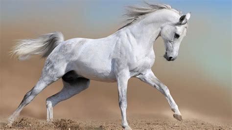 White Horse Amazing Horse Theme Wallpaper 1920x1080 Download