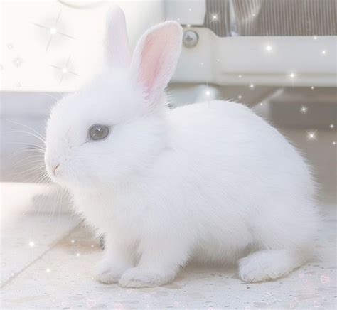ʚ꒰ ⁄ ⁄ ´ ˘ ⁄ ⁄ ꒱ɞ Cute Bunny Pictures Cute Baby Bunnies Cute Baby
