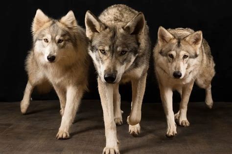 Most Wolf Like Dog In The World Shepherds Bone