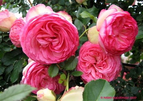Sementes Flor Rosa Trepadeira Pink P Mudas Importadas R 790 Em