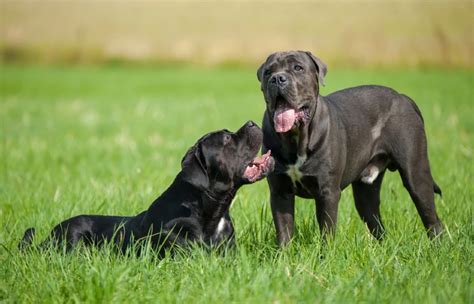 Cane Corso Vs German Shepherd Key Differences With Pictures Dogster