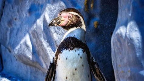 Vets Use Bizarre Trick To Keep Wildlife Parks Penguins Still For X
