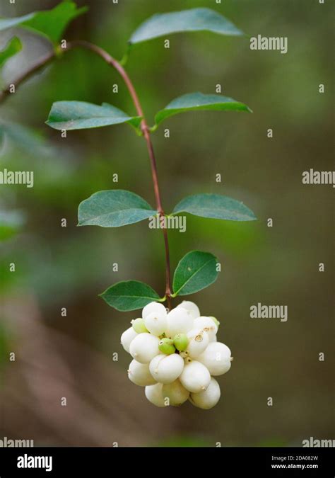 Snowberry Symphoricarpos Albus Norfolk Uk Stock Photo Alamy