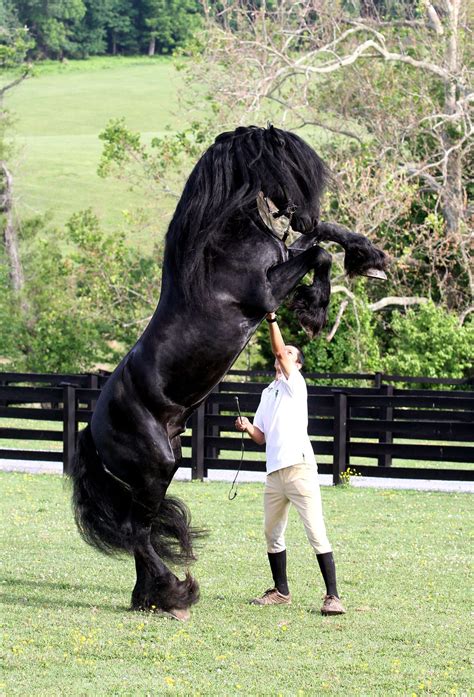 Majestic Black Andalusian The Andalusian Also Known As The Pure