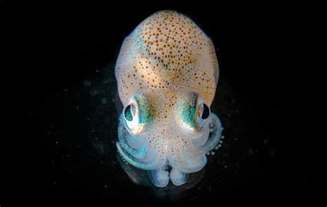 Bioluminescent Bacteria Kill Rivals And Establish Symbiosis In Squid