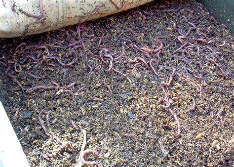 Use Worms In Bins To Create Black Gold Mississippi State University