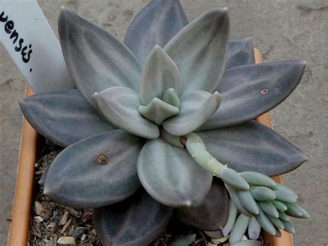 Echeveria Xichuensis Photo By Noelene Tomlinson Echeveria Succulent