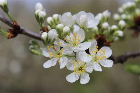 Prolećni Cvetovi Srbija Serbia Spring Prolece Maslacak 38 Nature