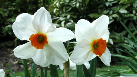 Spring Flowers Free Stock Photo Public Domain Pictures