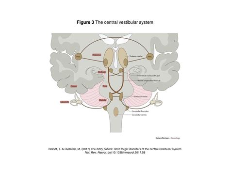 Figure 3 The Central Vestibular System Ppt Download