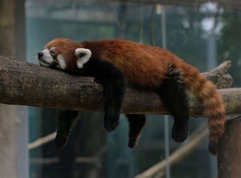 Not The Adventurous Type In Washington Dc A Red Panda Broke Out Of