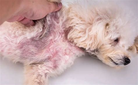 Yeast Infection In Dogs Causes Symptoms Treatments And More Petsynse