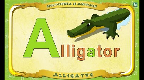 Multipedia Of Animals Letter A Alligator Youtube