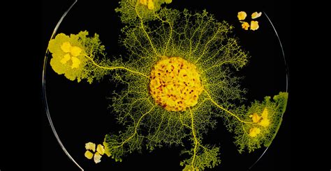 Slime Molds Remember — But Do They Learn Quanta Magazine