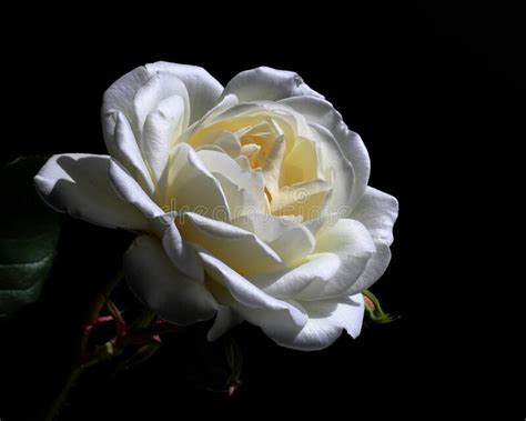White Rose On Black Background Stock Photo Image Of Love Birthday