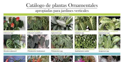 Catálogo De Plantas Ornamentales Revista Dejardines