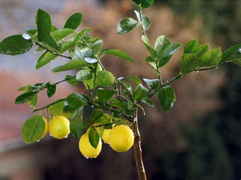 Lemon Leaf Problems What Causes Lemon Leaves To Drop Off
