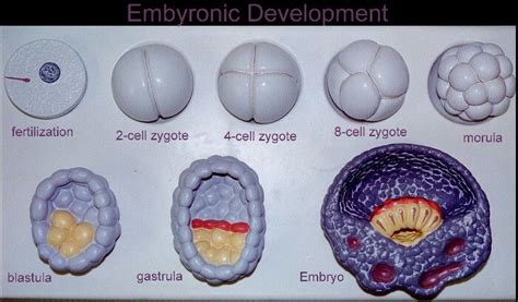 E D Labeled Model Practical 1 Human Embryo Anatomy Models 3d