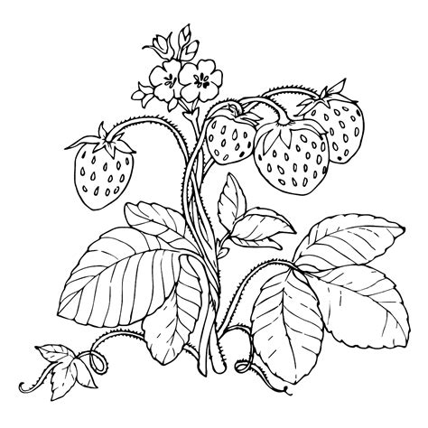 Strawberry Plant Coloring Page At GetColorings Free Printable