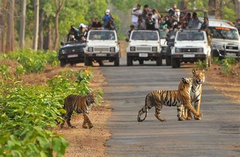 Bandhavgarh National Park