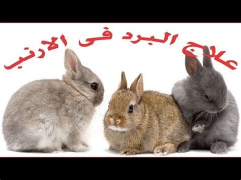فيما يلي قائمة بأشهر أنواع الطب البديل المتداولة. ‫علاج البرد عند الارانب / علاج برد الارانب / علاج البرد فى الارانب‬‎ - YouTube