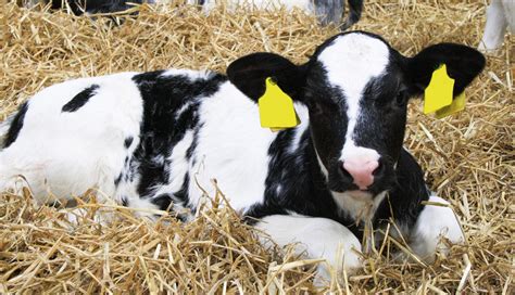Calf Rearing Success Agritech
