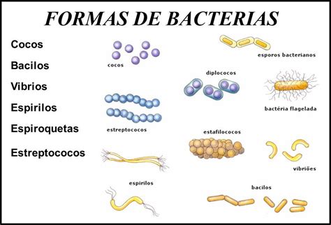 Definición De Bacteria Significado De Bacteria