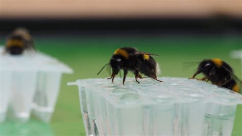 Vomiting Bumblebees Show That Sweeter Is Not Necessarily Better Cambridge Botanic Garden