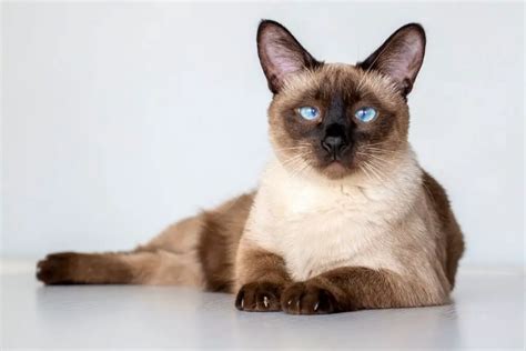 Siamese Calico Mix Cats Heres What You Need To Know Animalfate
