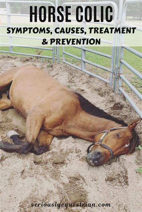 Horse Colic Symptoms Causes And Treatment Artofit
