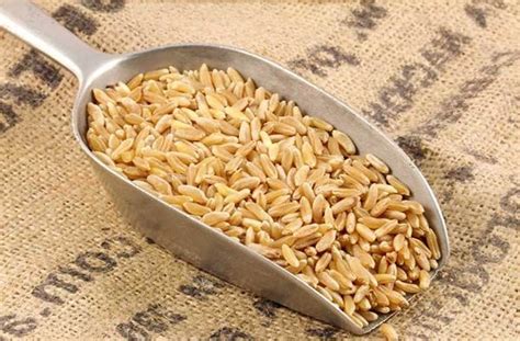 Kamut wheat is a grain of ancient origin for kamut bread you will need kamut brand flour, olive oil, active dry yeast, salt, and warm. People Suffering From Diabetes May Want To Start Eating ...