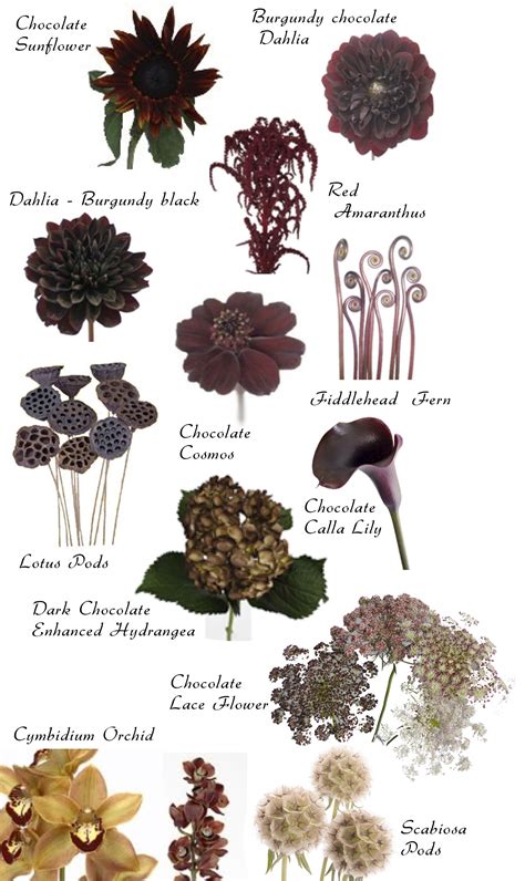 Pin By Teresa Federici On Flowers By Color Flower Names Types Of