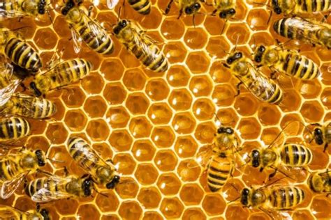 Unduh 880 Koleksi Gambar Hewan Lebah Terbaik Pixabay Pro
