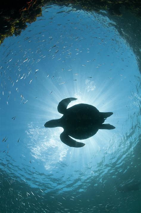 Green Sea Turtle Silhouette Photograph By Tui De Roy Pixels