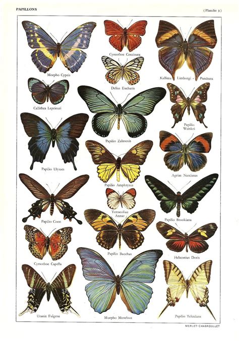 Vintage Butterflies Illustration Antique French Dictionary Print 1950s 11 00 Via Etsy