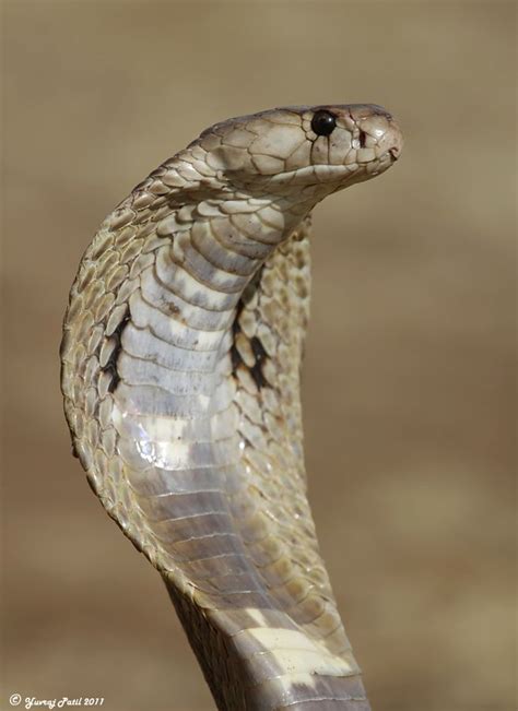 King By Yuvraj Patil 500px King Cobra Reptile Snakes King Cobra Snake