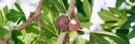 Mauve Ripe Figs Fruits On The Branch Of A Fig Tree Or Sycamine With