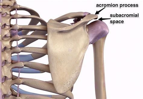 Shoulder Blade Anatomy Images Goimages Talk